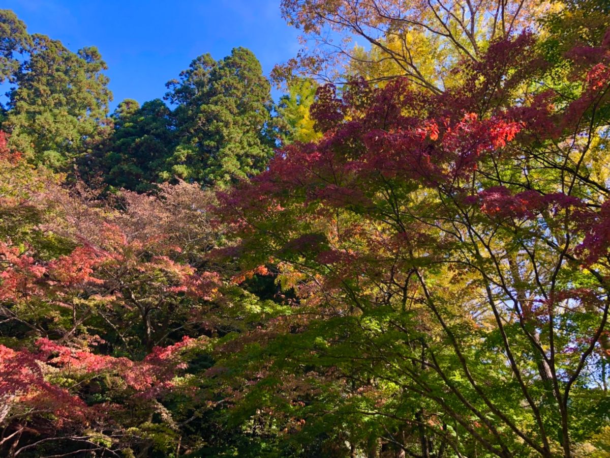 女高野山、室生寺。山門前の紅葉が色付き始めていました。