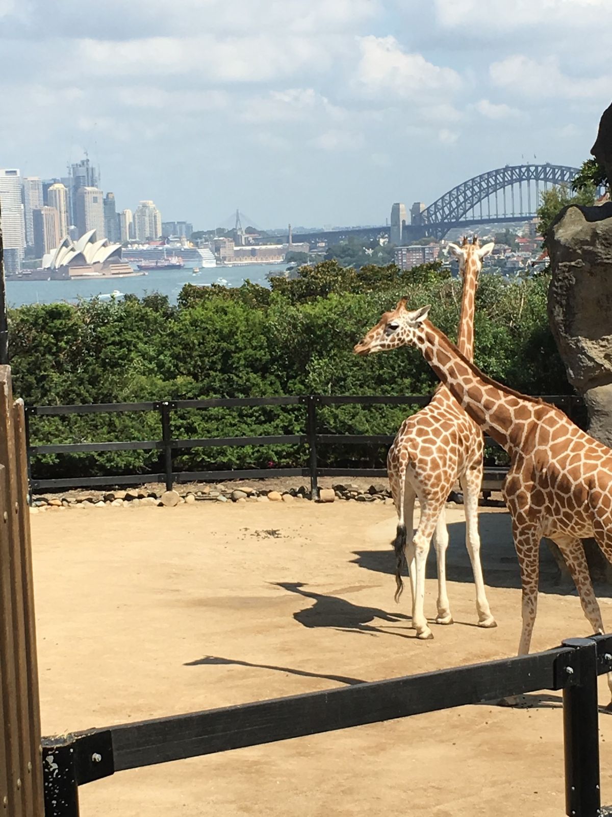 ✈︎ Sydney Opera House
✈︎ Blue Mountai...