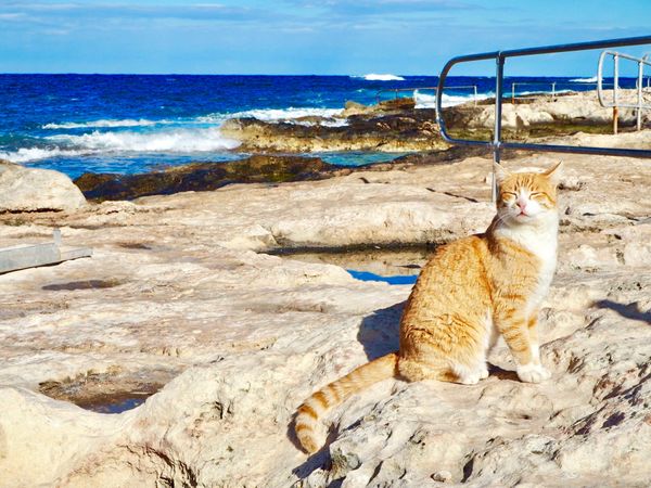 大韓民国 (韓国)・ソウル「短期留学🇲🇹」の写真：その辺にウロウロしてる猫🐈