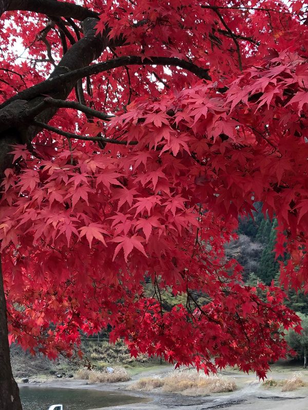 日本・山梨県「「精進湖の紅葉　毎年同じ場所」」の写真