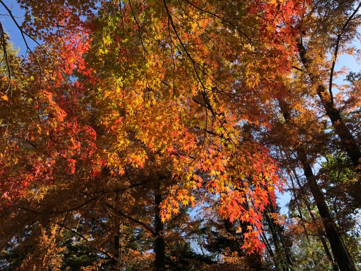 先ずは北山にある京都府立植物園からスタート