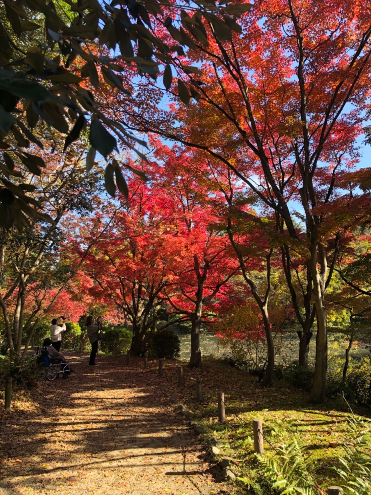 先ずは北山にある京都府立植物園からスタート