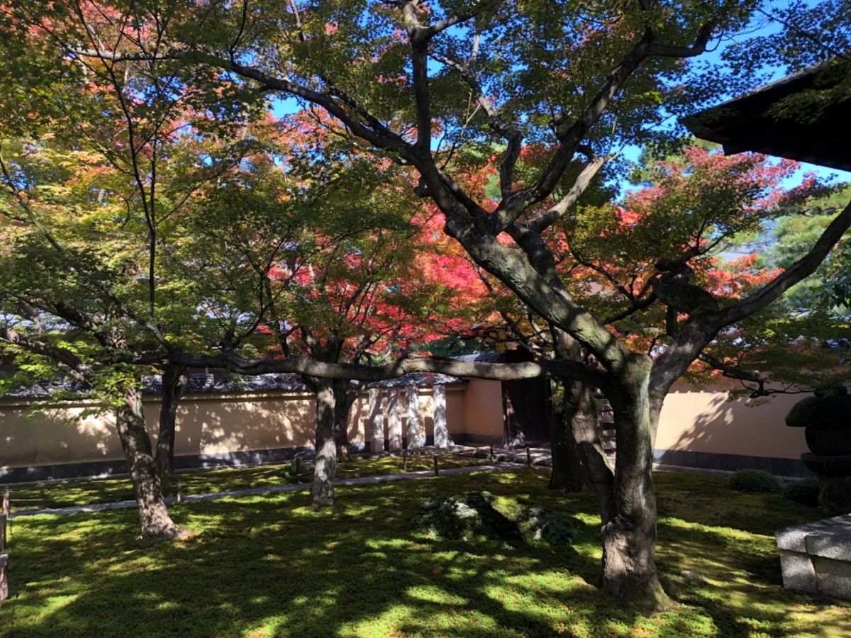 大徳寺の黄梅院。こちらはまだ少し早かった。