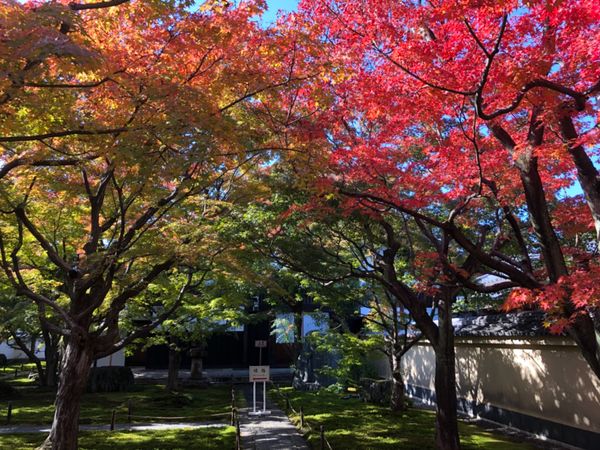 日本・京都府「京都日帰り紅葉狩り」の写真：大徳寺の黄梅院。こちらはまだ少し早かった。