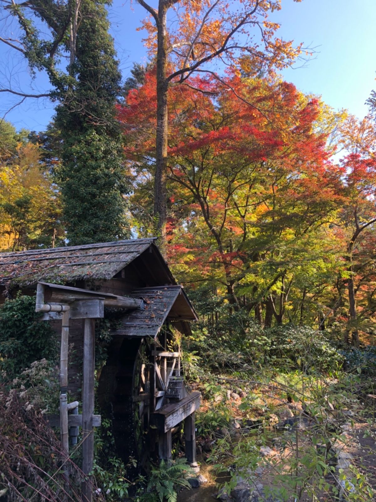 先ずは北山にある京都府立植物園からスタート