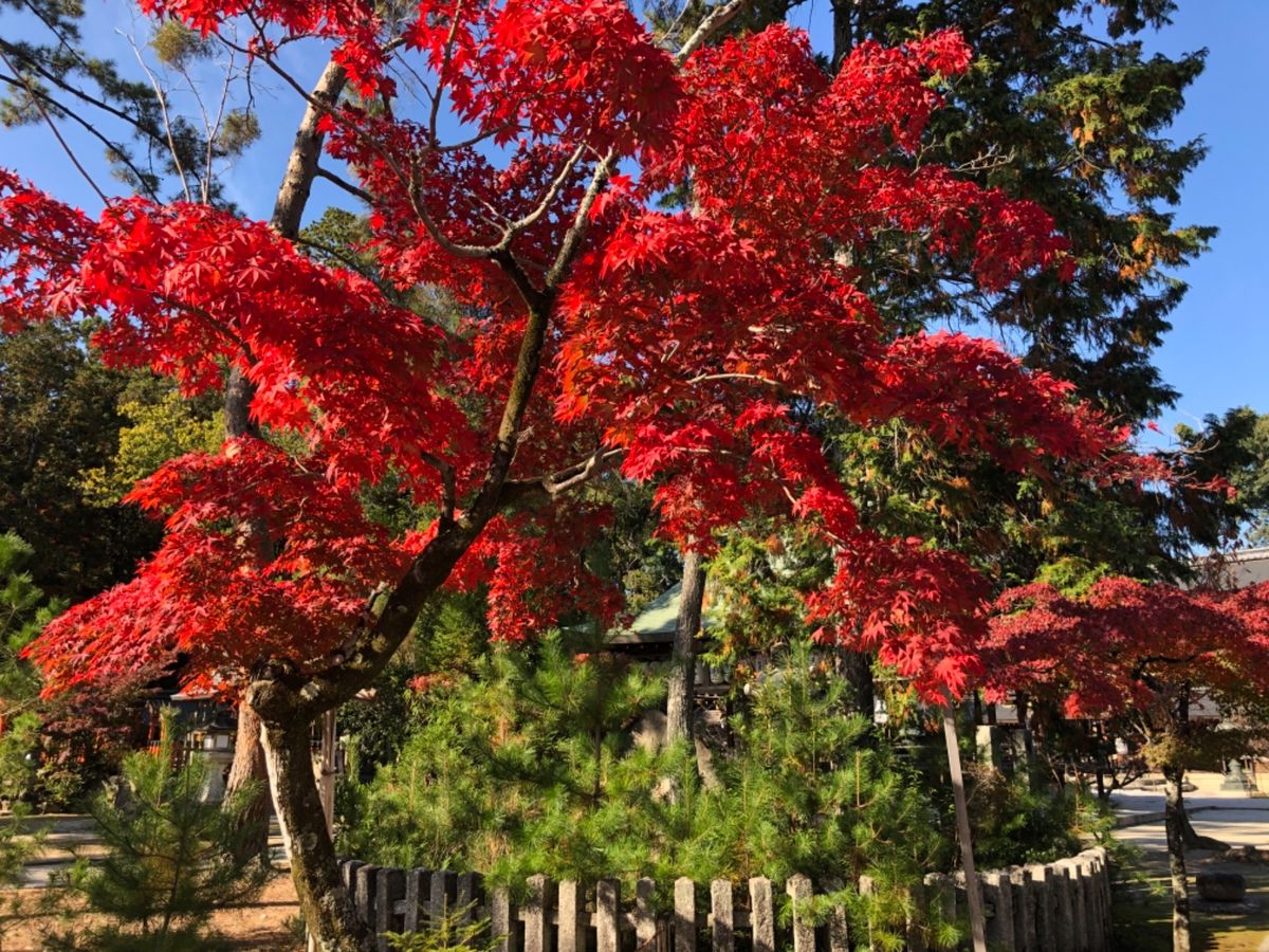 今宮神社