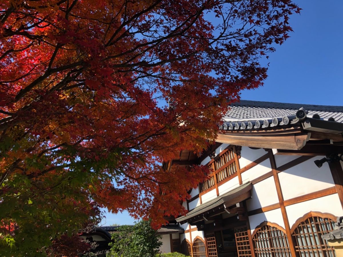 同じく大徳寺の興臨院。