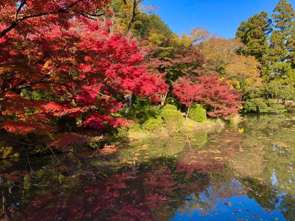 日本・京都府「京都日帰り紅葉狩り」の写真：先ずは北山にある京都府立植物園からスタート