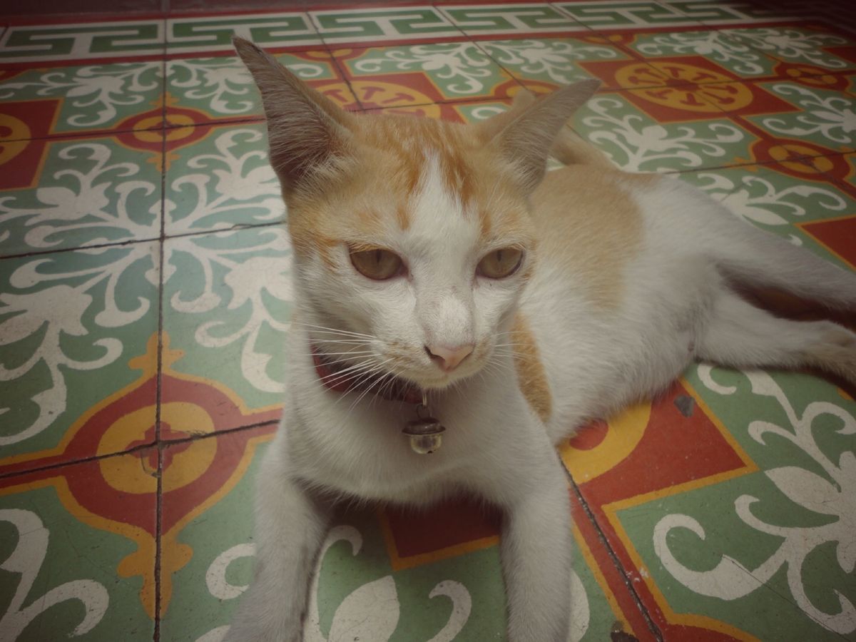 29th Sep. 2011 pic📷
プーケットの猫さん🐈💕
凄く優し...