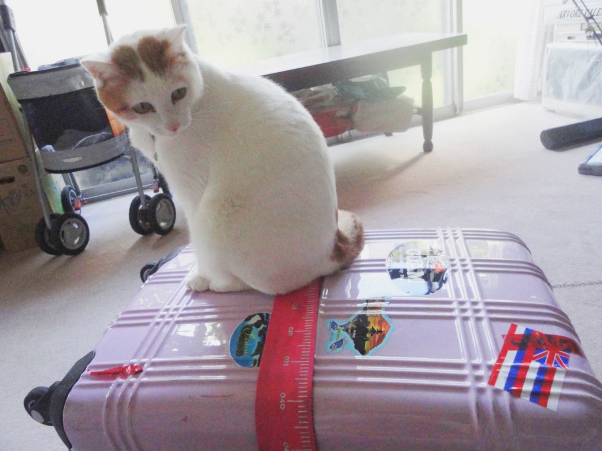 3nd Oct. 2011 pic📷

帰国🇯🇵*°

ちゅみさん🐈
ただ...