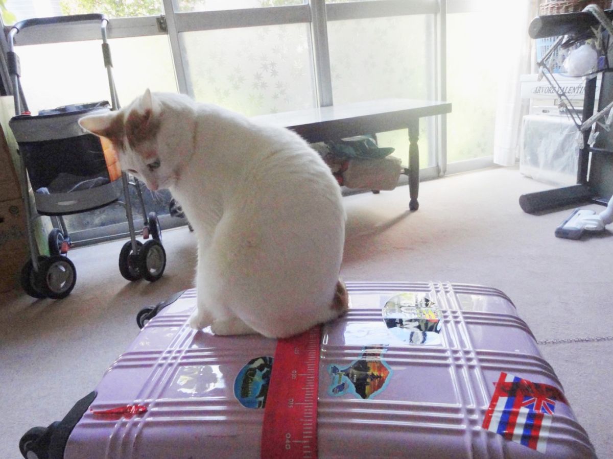 3nd Oct. 2011 pic📷

帰国🇯🇵*°

ちゅみさん🐈
ただ...