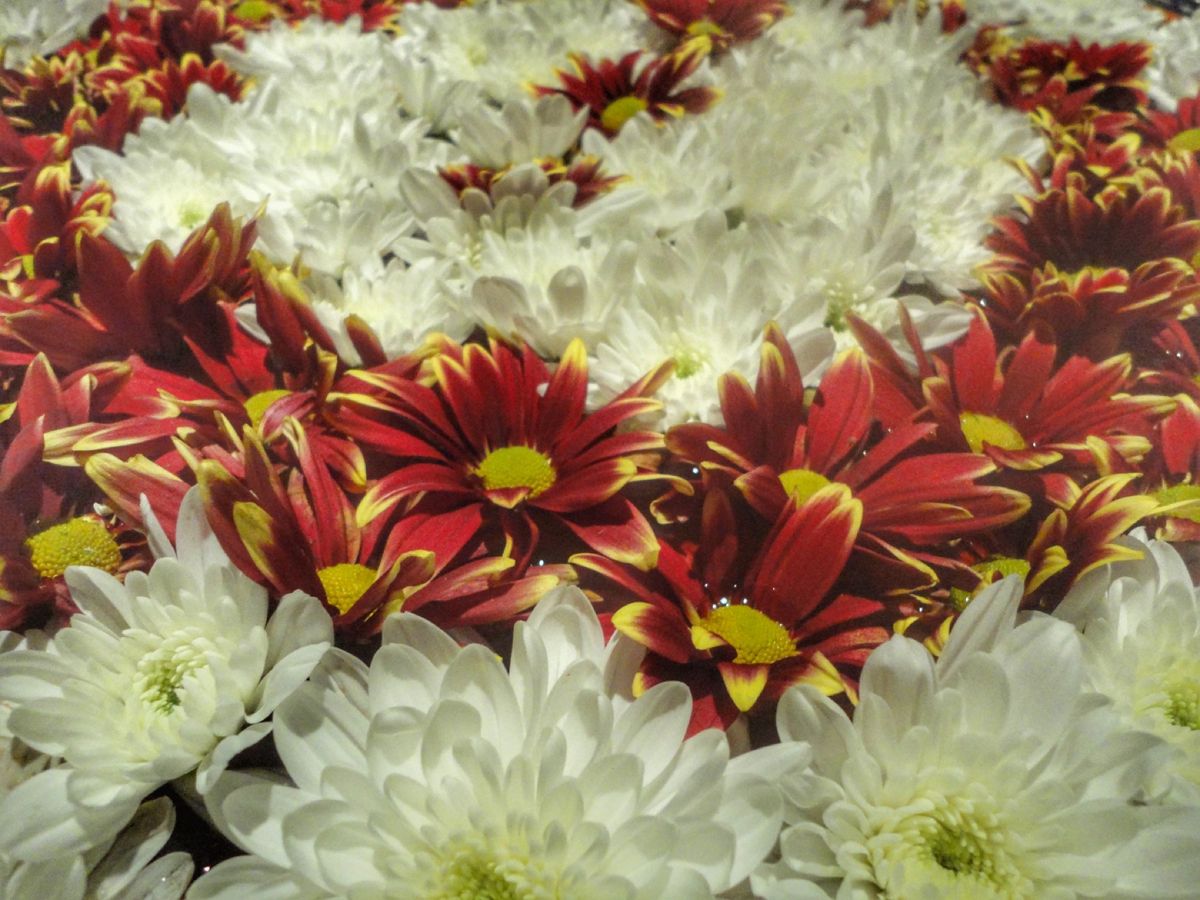 29th Sep. 2011 pic📷

ホテルにこーゆー風に飾ってあるお...