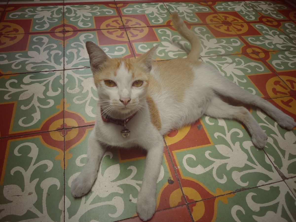 29th Sep. 2011 pic📷
プーケットの猫さん🐈💕
凄く優し...