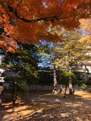 綺麗な紅葉
