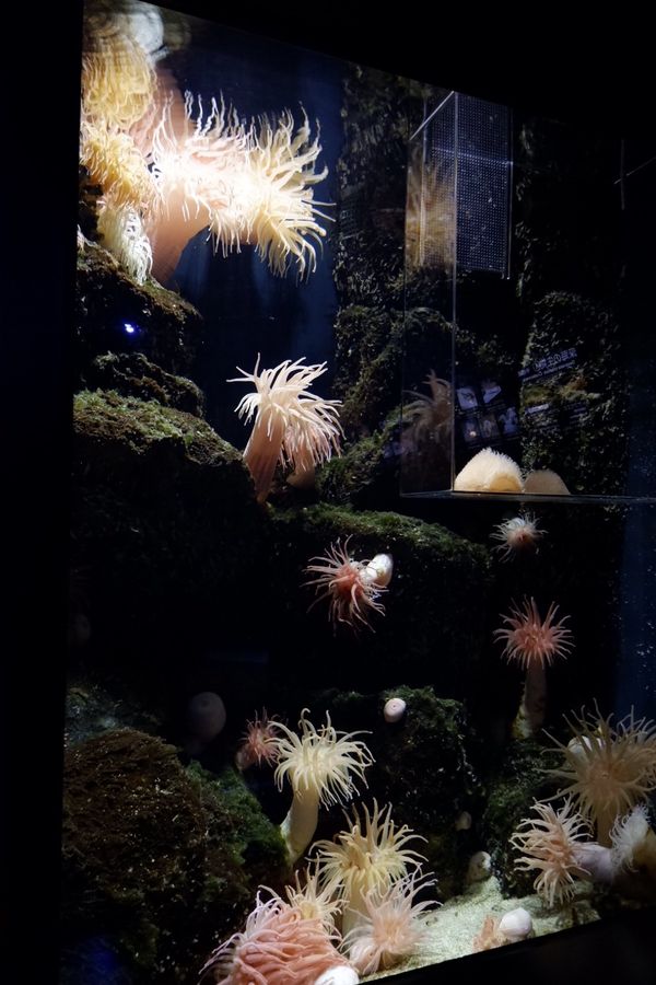 「山形and秋田」の写真：加茂水族館