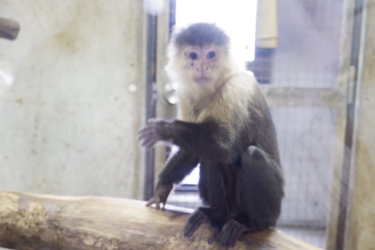 秋田美術館と動物園。
展示は好きじゃなかったけど、安藤忠雄の建物は好きです