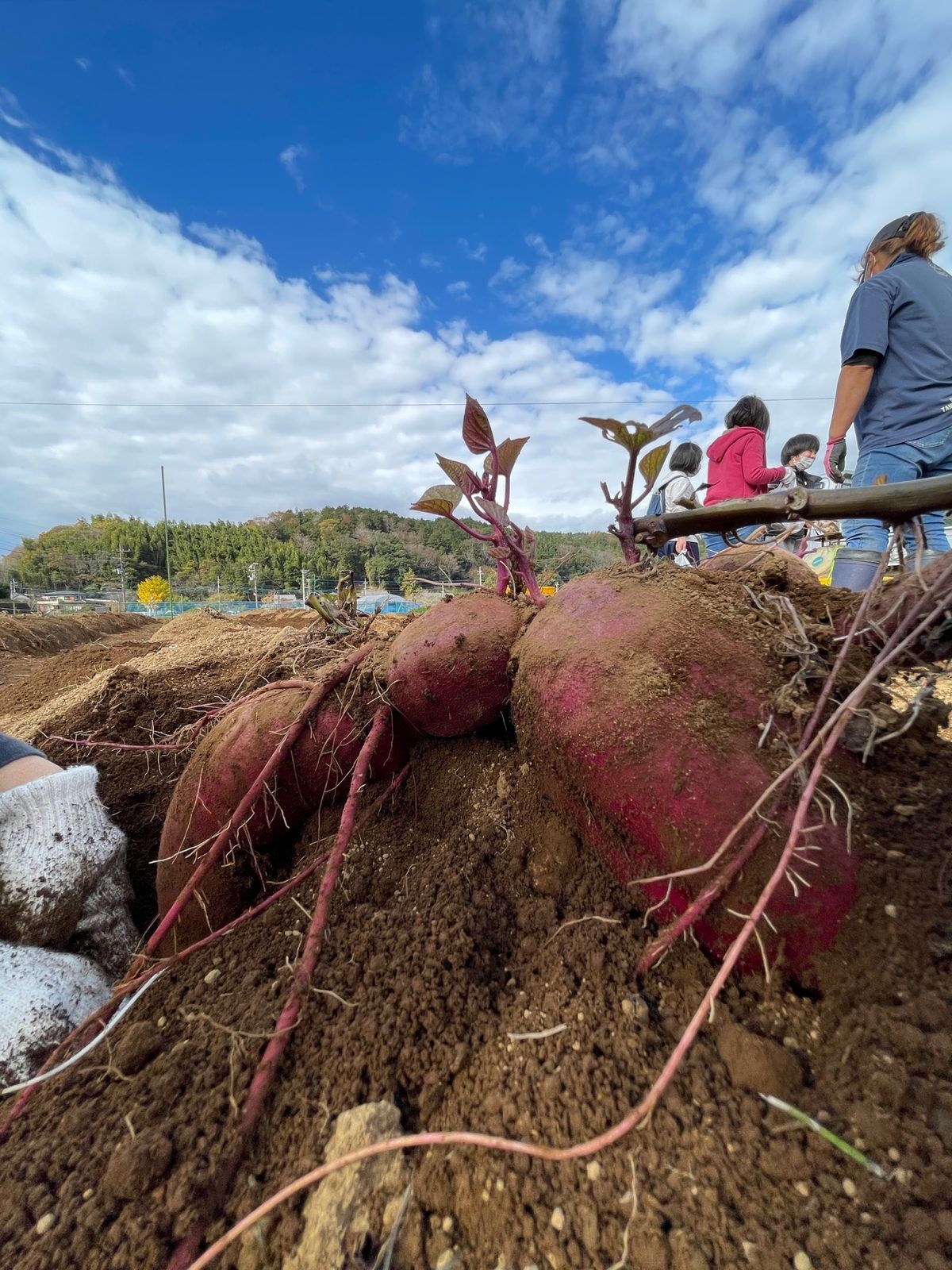 さつまいもホリホリ
超気持ちいい〜！！

伊豆丹那 酪農王国オラッチェ