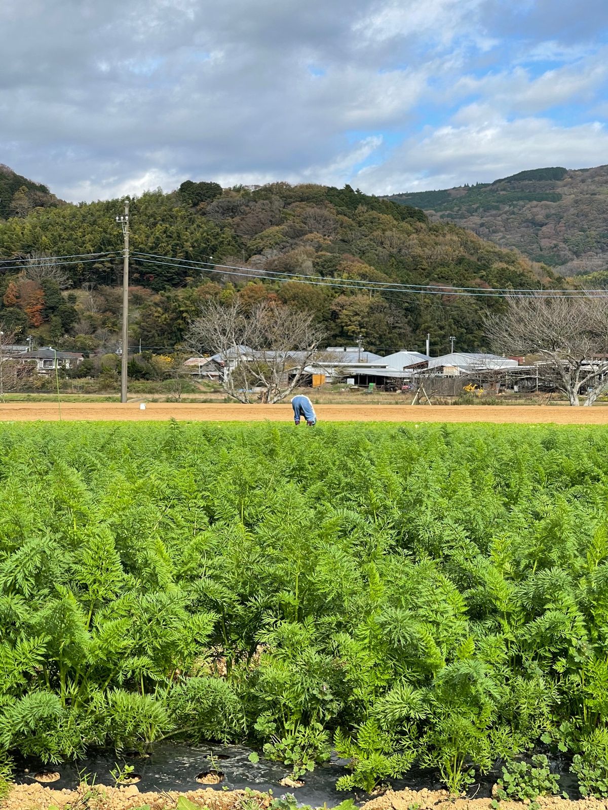 さつまいもホリホリ
超気持ちいい〜！！

伊豆丹那 酪農王国オラッチェ