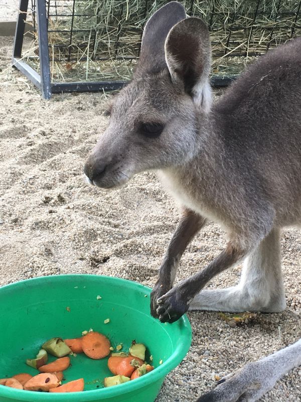 オーストラリア連邦・ケアンズ「オーストラリアぬるま湯ツアー」の写真