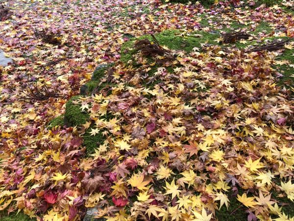 日本・滋賀県「湖東三山紅葉狩り」の写真