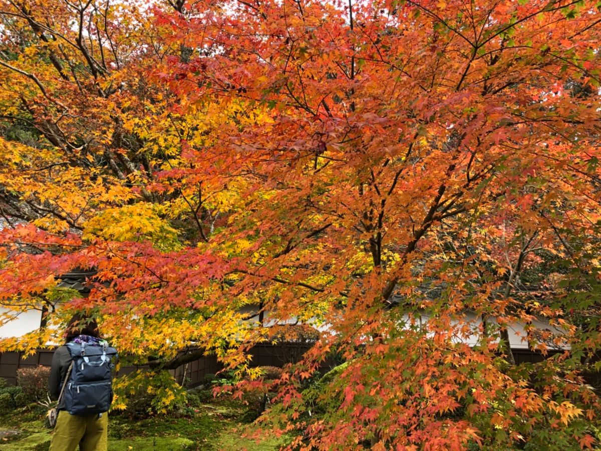 湖東三山の一つ西明寺