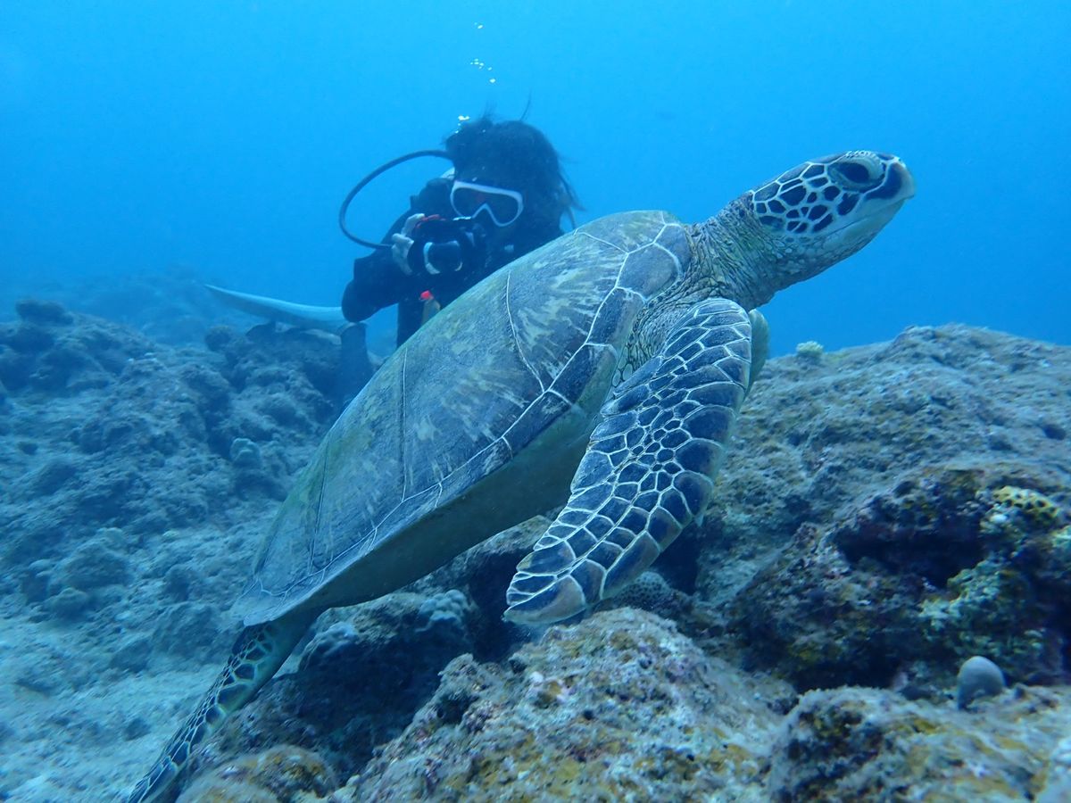 カクレクマノミ！
アオウミガメもいっぱいいた！
