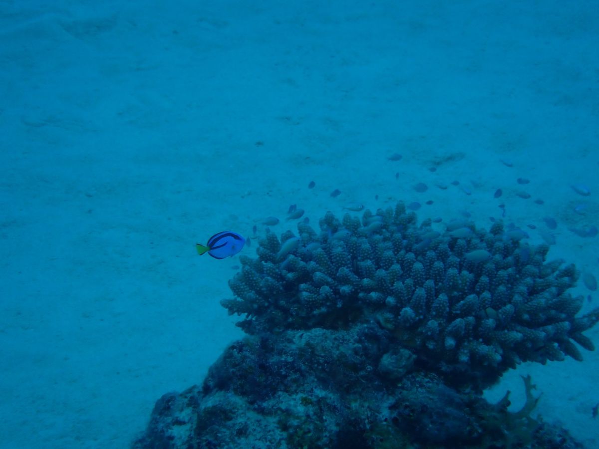 ダイビングその1！