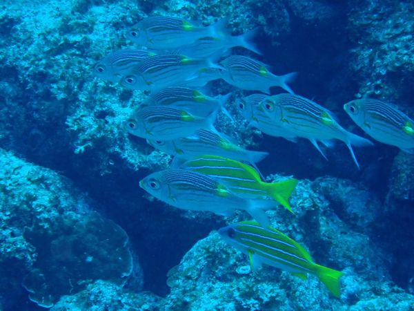 日本・石垣島「石垣島ダイビング＆観光」の写真：ダイビングその2！