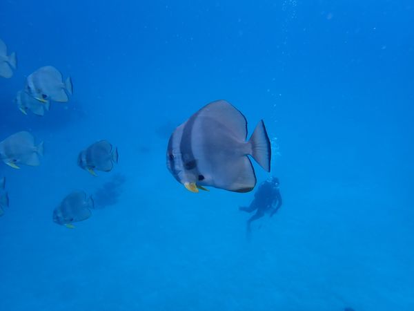 日本・石垣島「石垣島ダイビング＆観光」の写真：ダイビングその1！