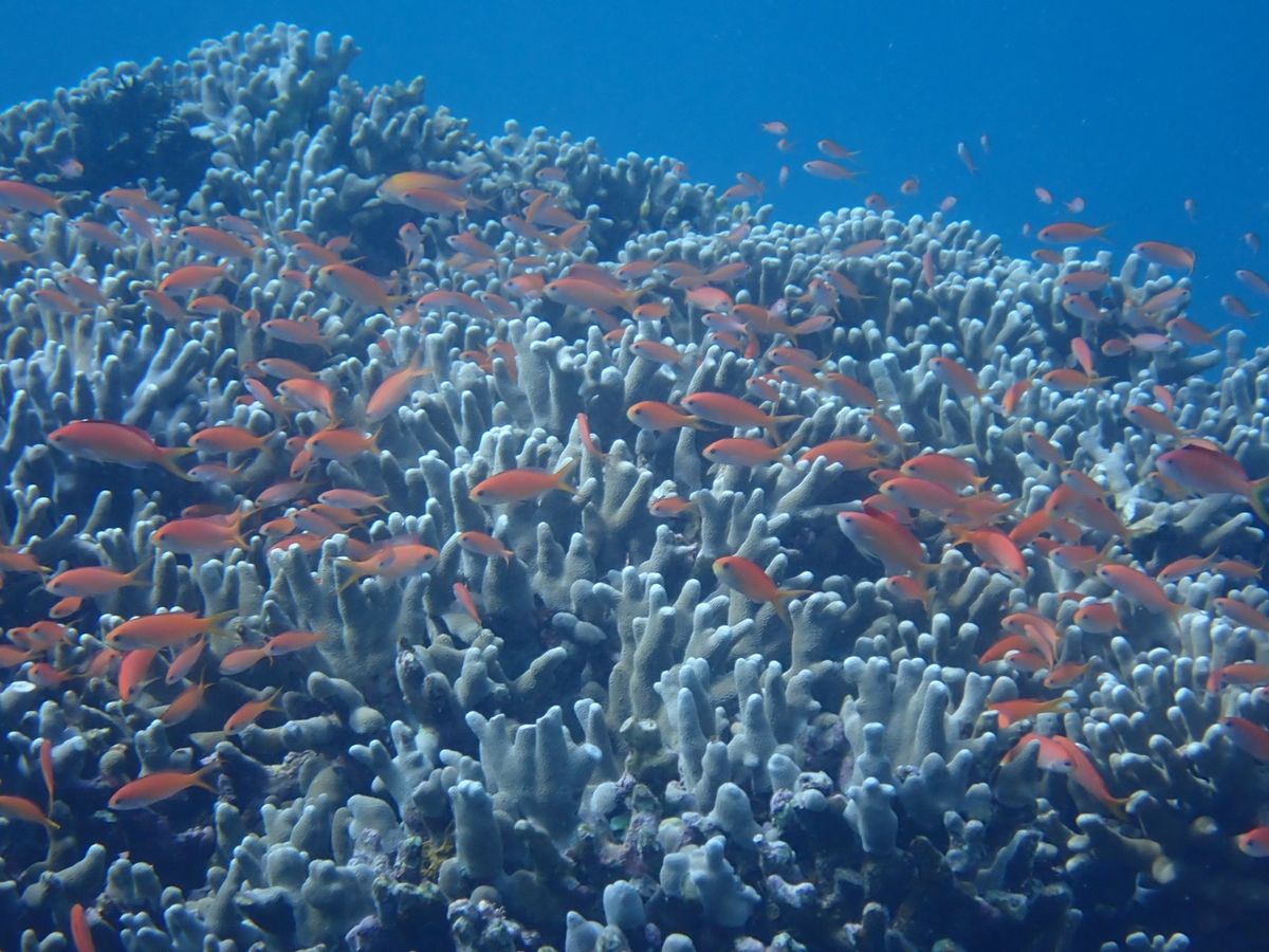 カクレクマノミ！
アオウミガメもいっぱいいた！