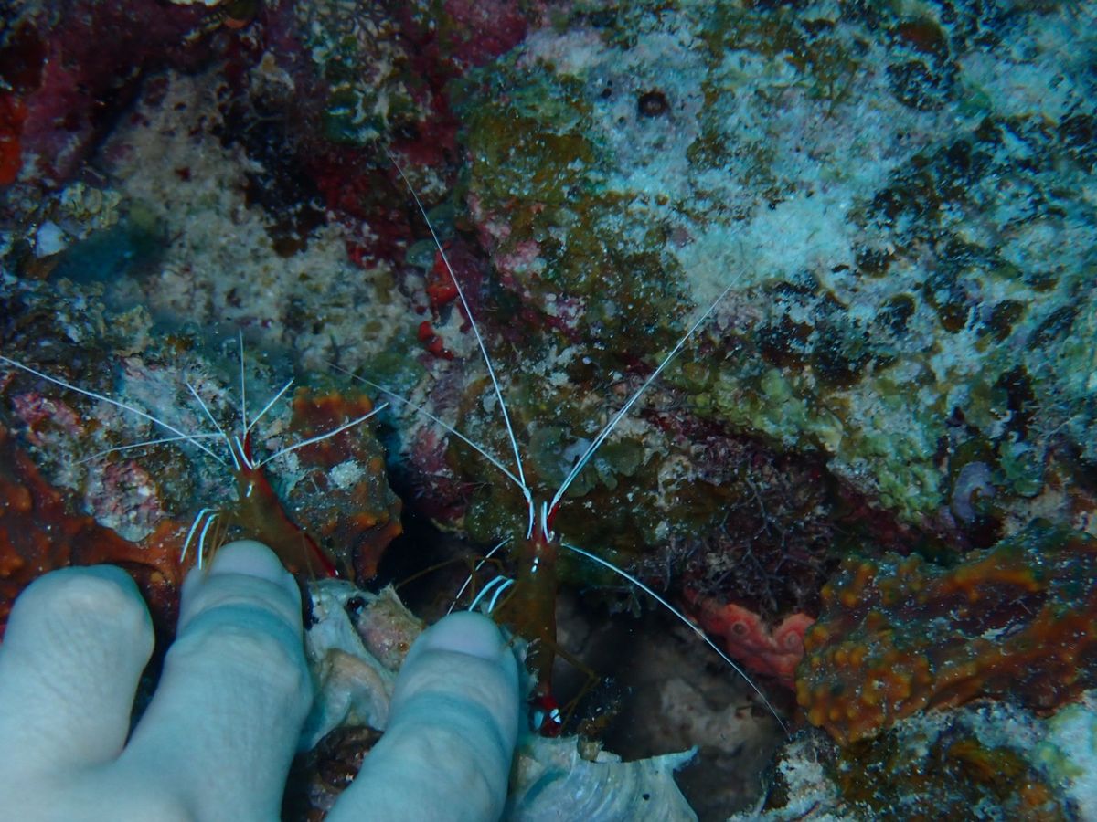 ダイビングその1！