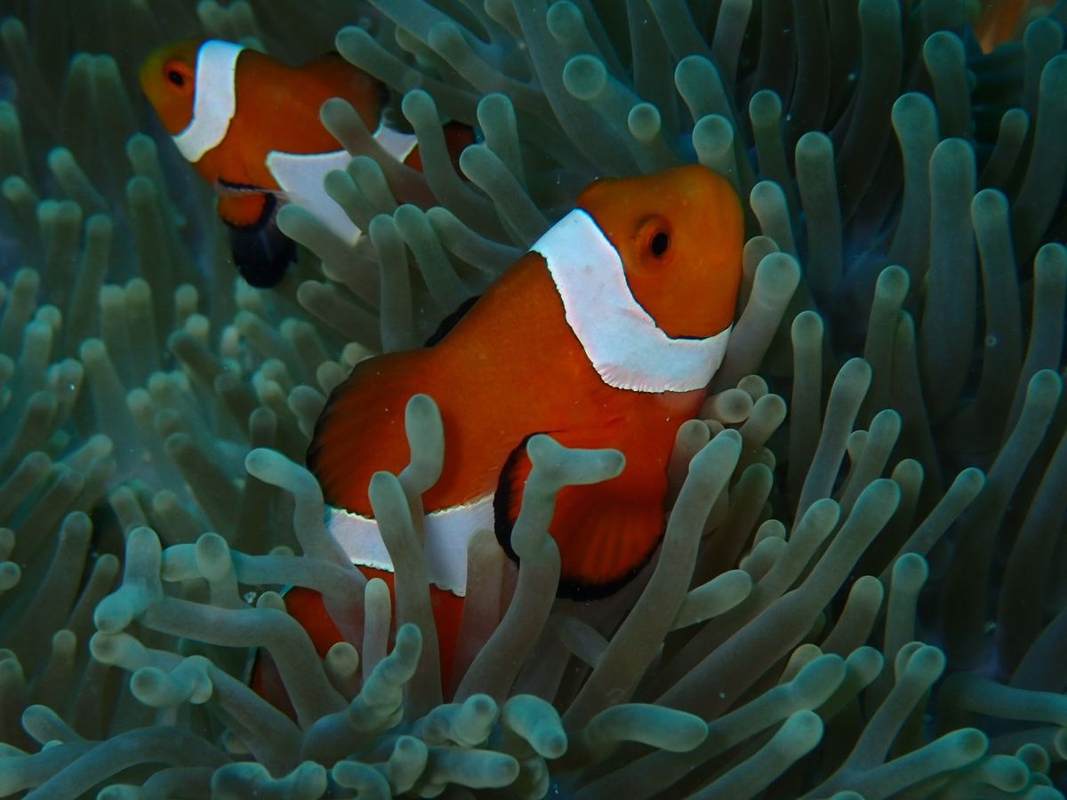 カクレクマノミ！
アオウミガメもいっぱいいた！