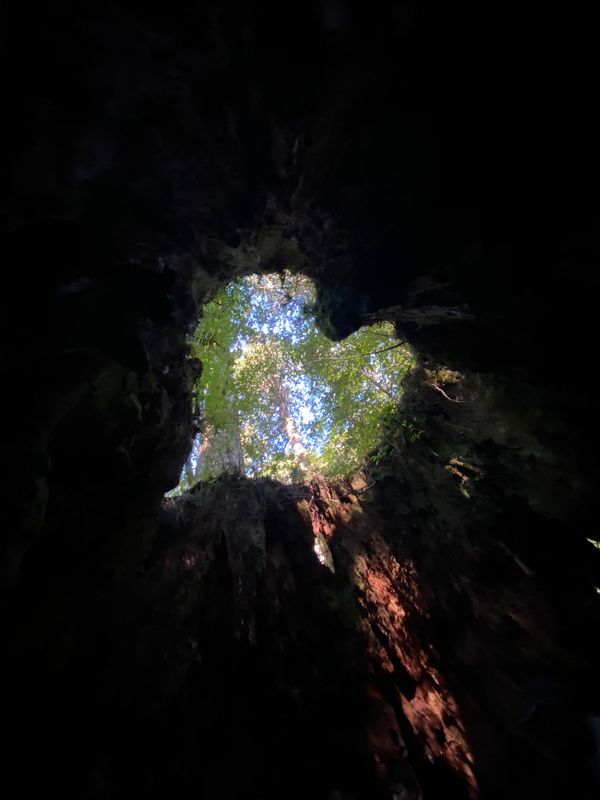 日本「屋久島旅行」の写真