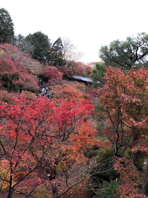 日本「京都紅葉🍁」の写真