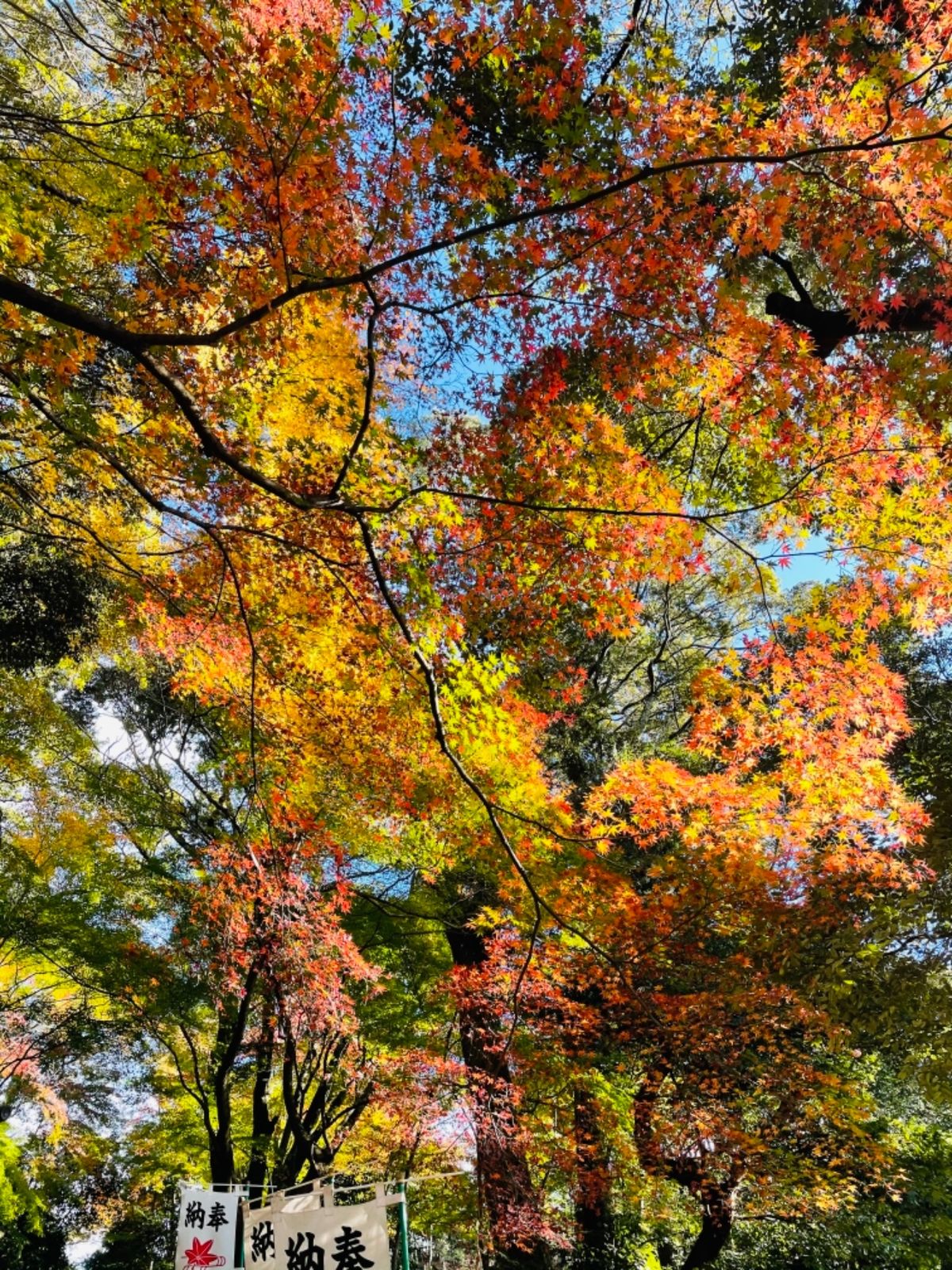 犬山の紅葉の名所寂光院へ。