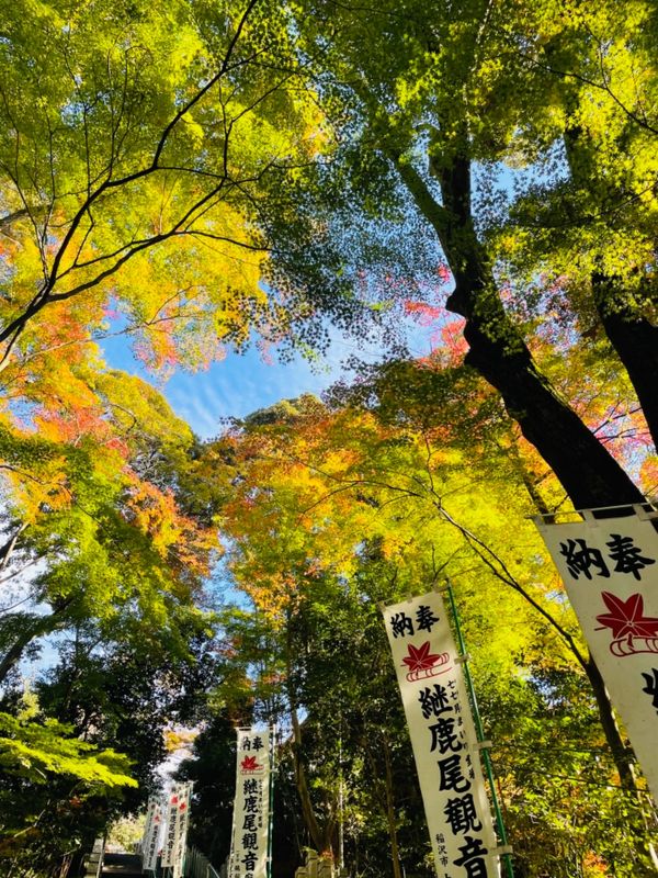 日本・愛知県「国宝犬山城と紅葉の寂光院」の写真：犬山の紅葉の名所寂光院へ。