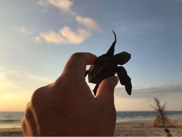 メキシコ・メキシコシティ「United Airlines」の写真