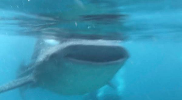 フィリピン・セブ島「Philippine Airlines」の写真