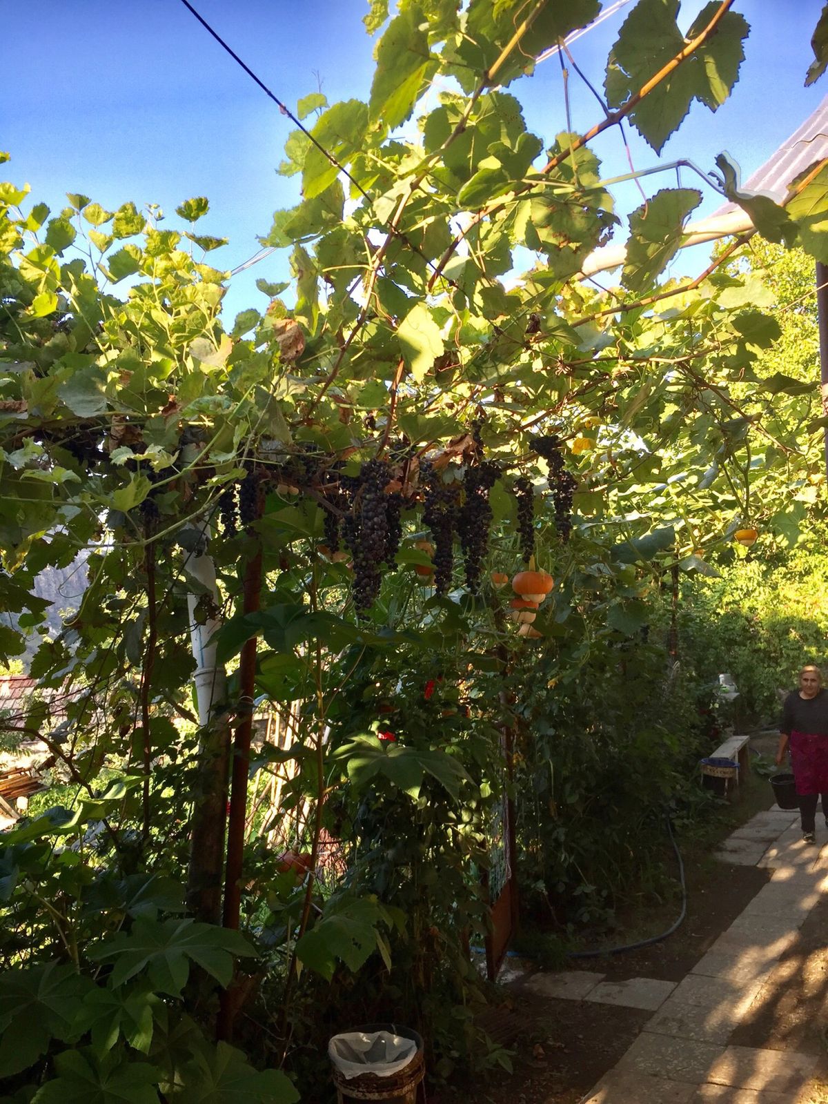 ゲストハウスもとても素敵でした。自然豊かな環境の中で、おじいちゃんとおばあ...