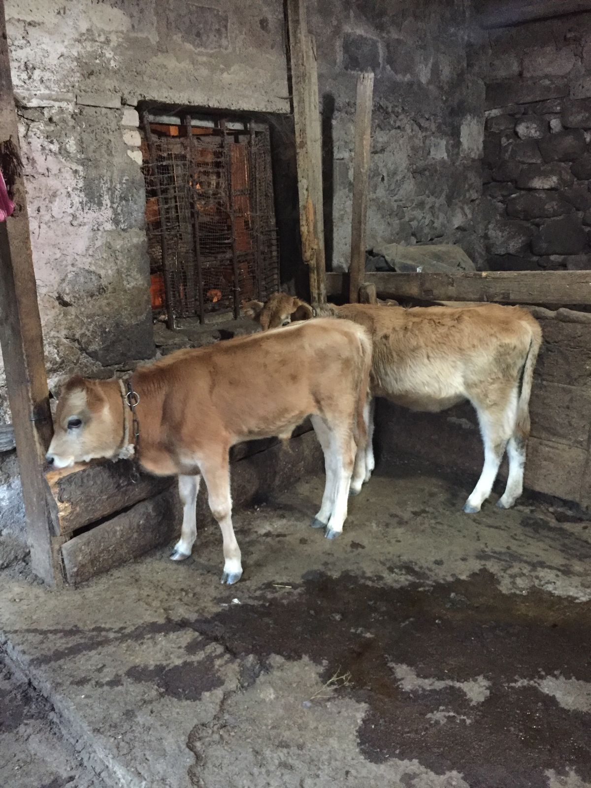 ゲストハウスもとても素敵でした。自然豊かな環境の中で、おじいちゃんとおばあ...