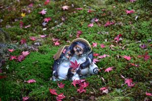 紅葉の盛りを過ぎてしまったため、着物をお借りしてのんびり散歩することに。。...
