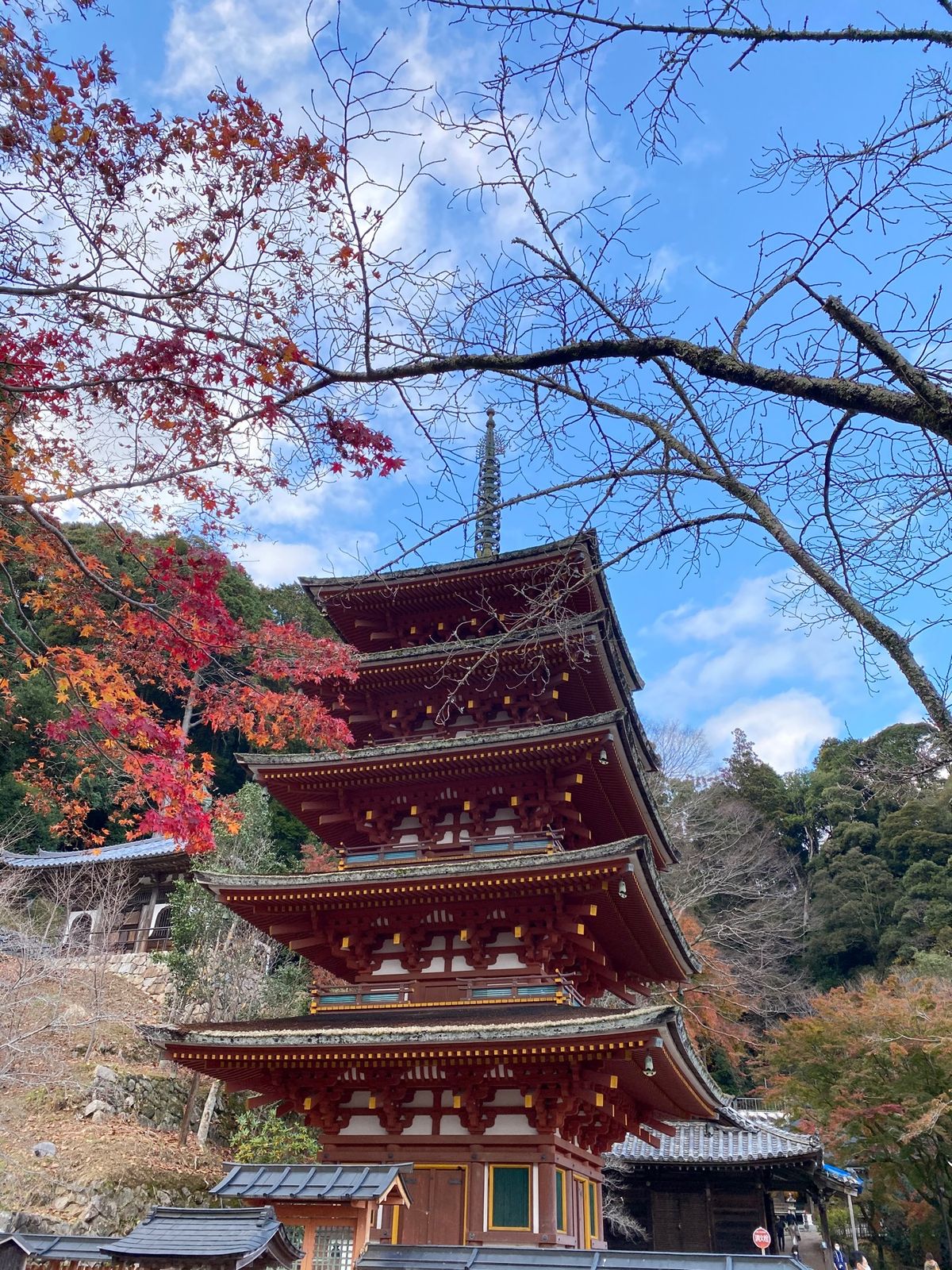 奈良・長谷寺の紅葉。ちょうど見頃でした！