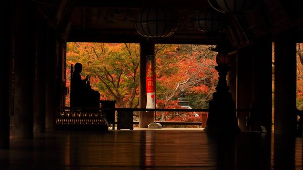 日本・奈良「長谷寺（奈良） 」の写真：奈良・長谷寺の紅葉。ちょうど見頃でした！