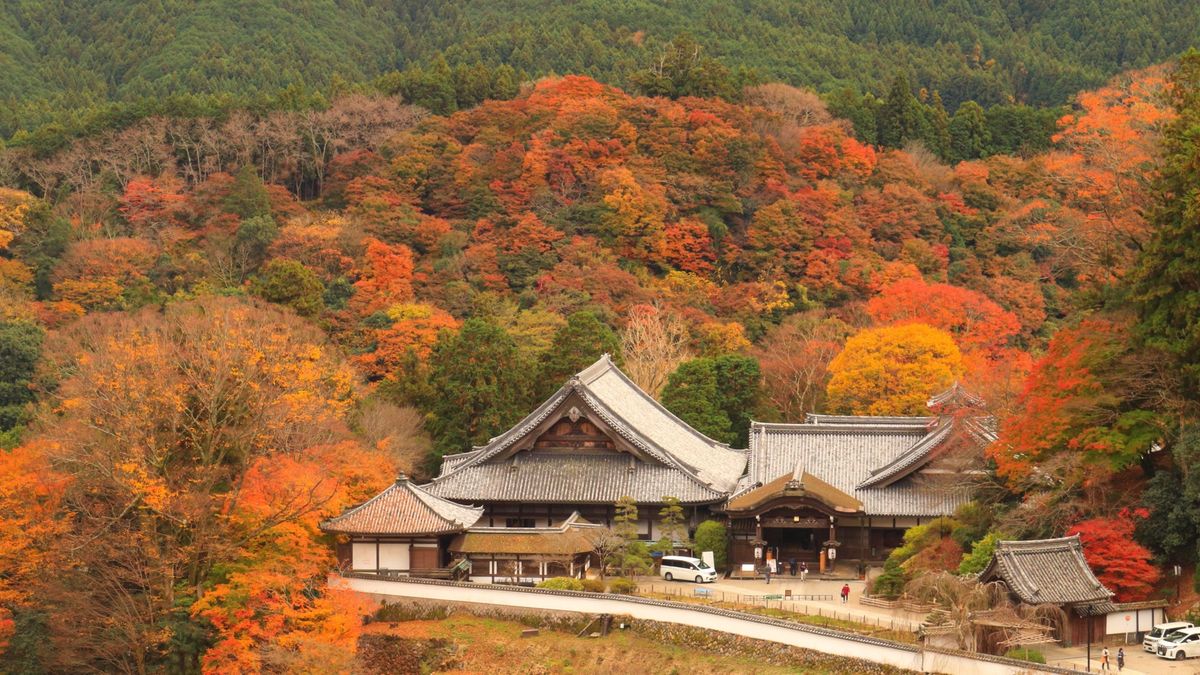 奈良・長谷寺の紅葉。ちょうど見頃でした！
