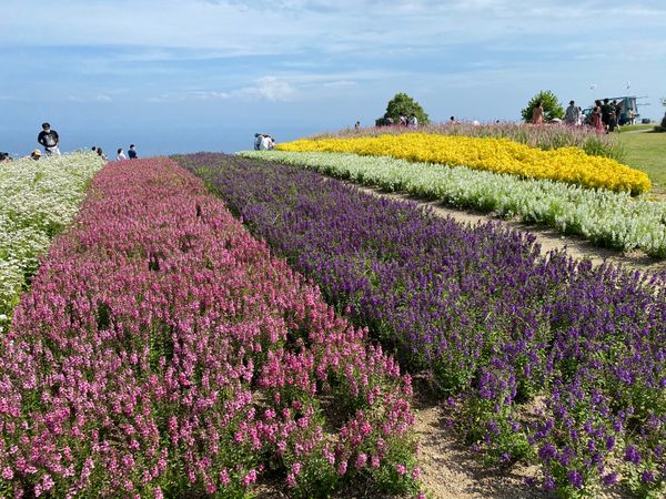日本・淡路島「淡路島」の写真：明石海峡大橋、淡路花さじき、淡路島バーガ...