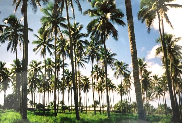 フィジー「オーストラリア、ニュージーランド、フィジー、トンガ」の写真：トンガ