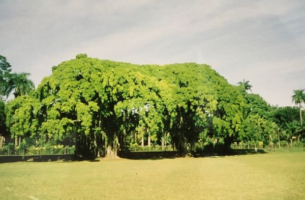 フィジー「オーストラリア、ニュージーランド、フィジー、トンガ」の写真：フィジー
