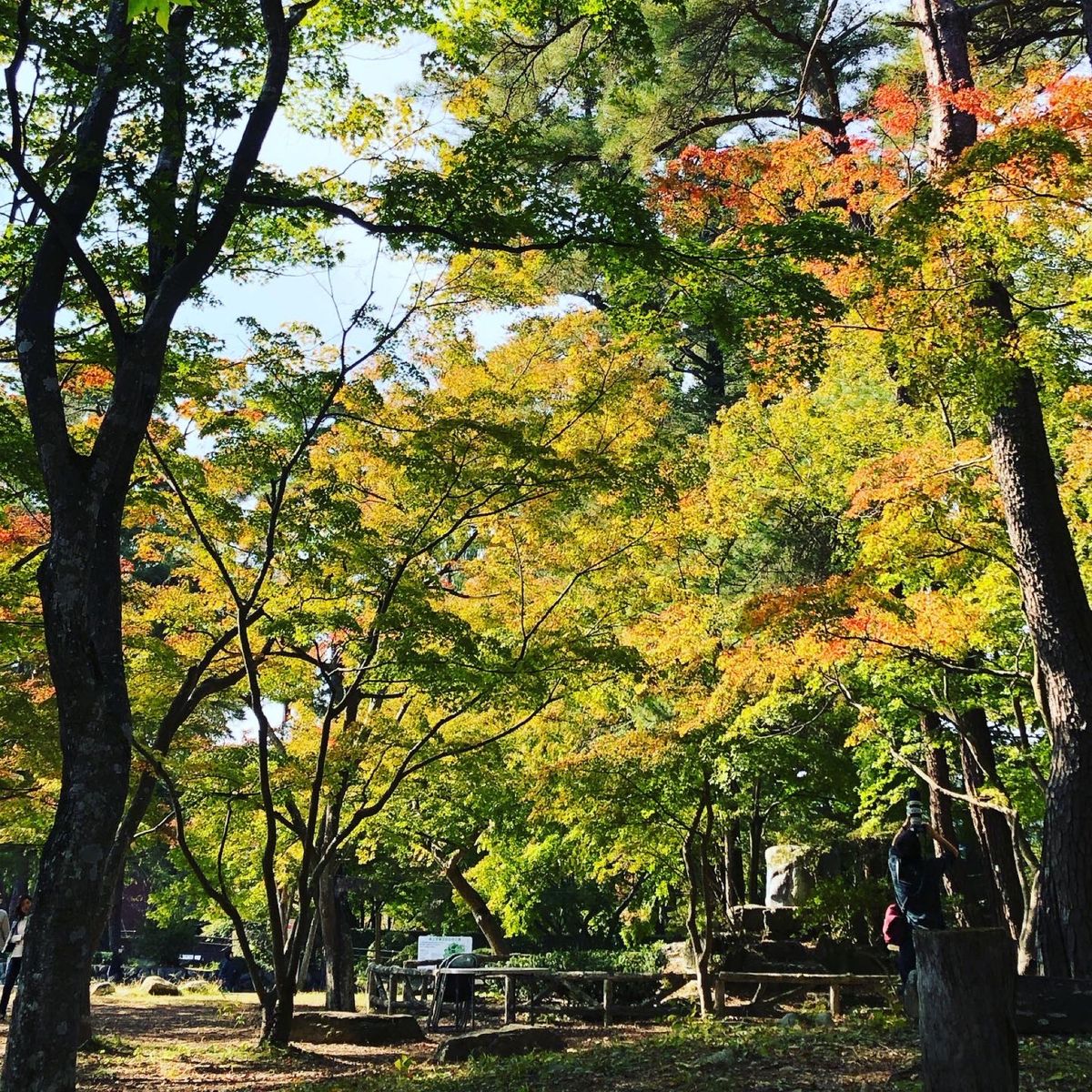 長瀞ライン下りと月の石もみじ公園。
紅葉にほまだ少し早かったけど、キレイ。