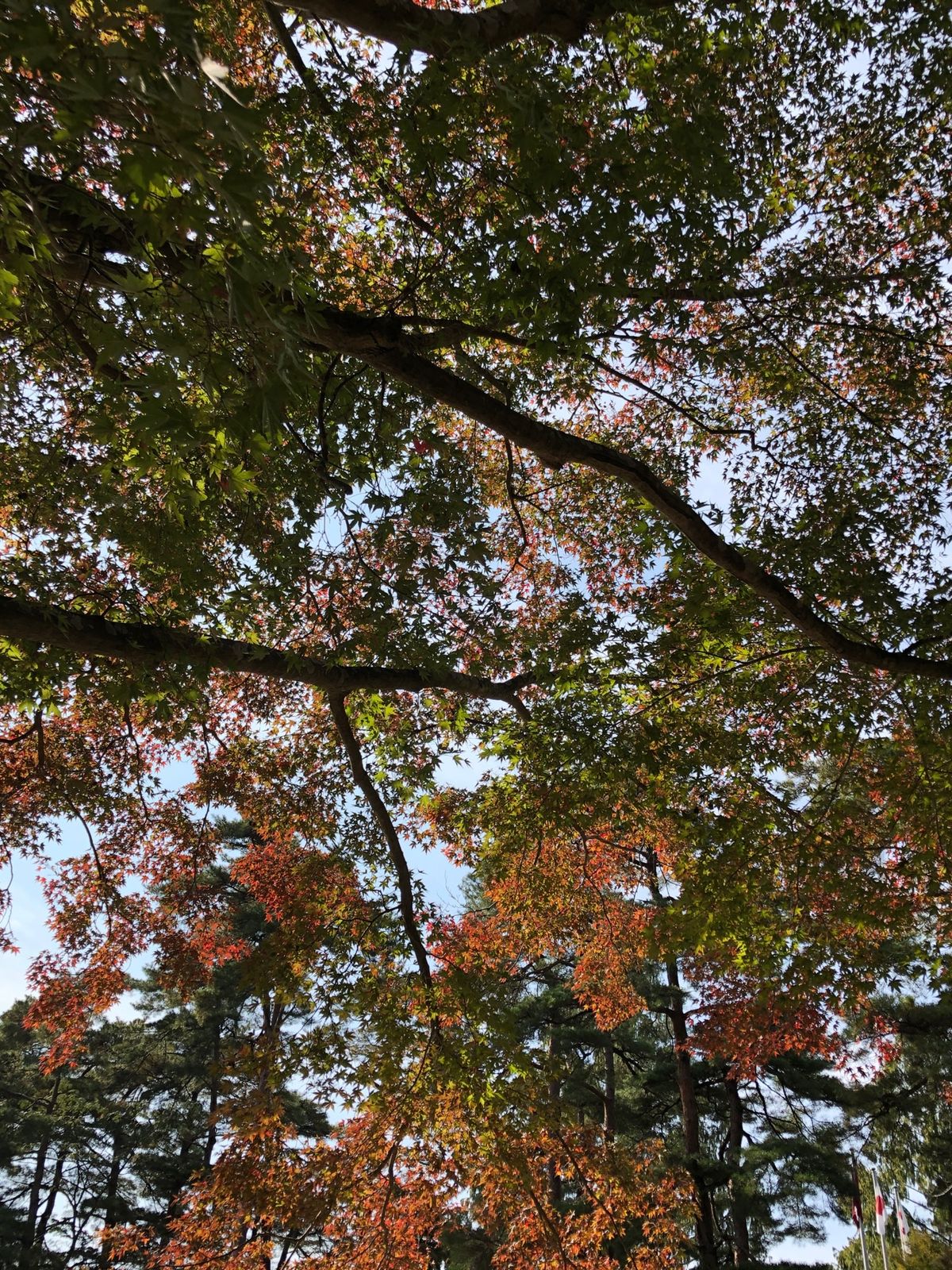 長瀞ライン下りと月の石もみじ公園。
紅葉にほまだ少し早かったけど、キレイ。