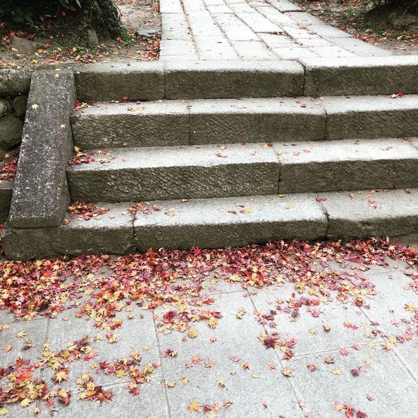 日本・茨城県「筑波山に登ろう。」の写真：紅葉が見頃でした。
大人になって高いとこ...
